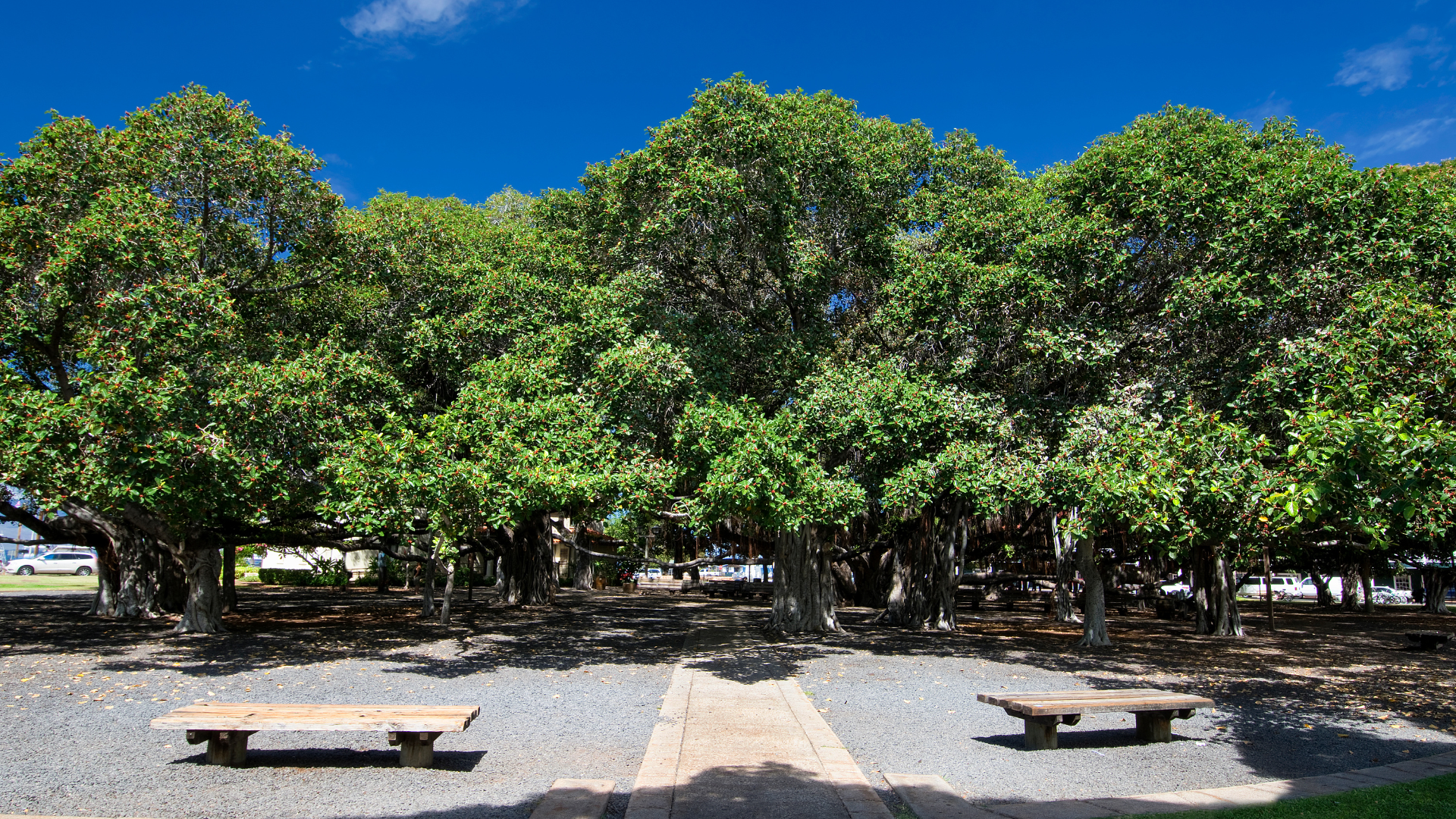 Lush banyan tree courtyard with wooden benches