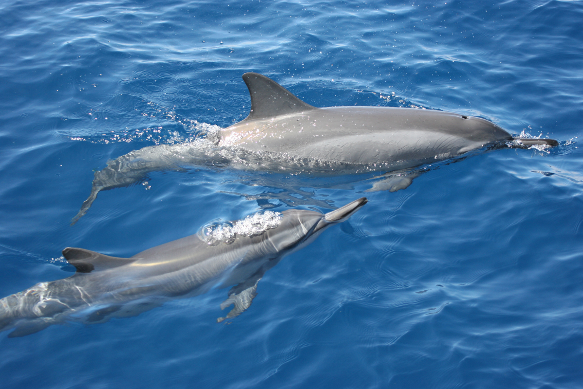 Two dolphins gliding just below the surface of clear blue ocean waters off Maui.